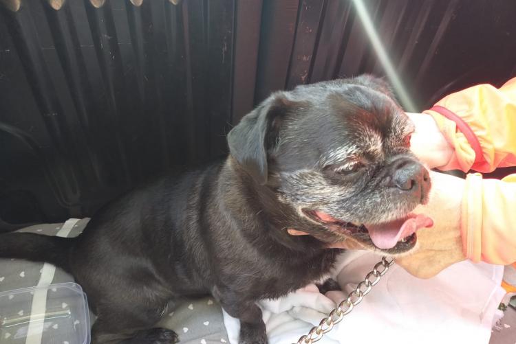 foto del cane ritrovato